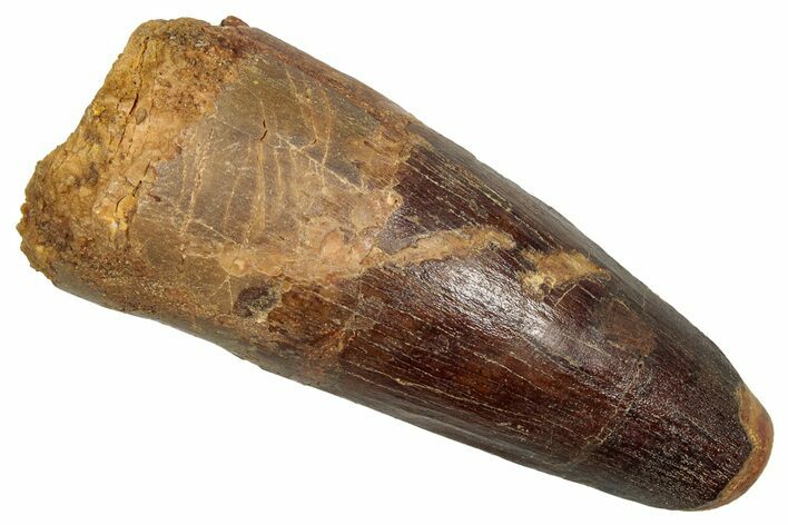 Fossil Spinosaurus Tooth - Feeding Worn Tip #343630